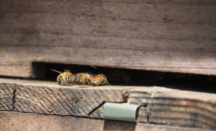 ミツバチの巣の仕組み