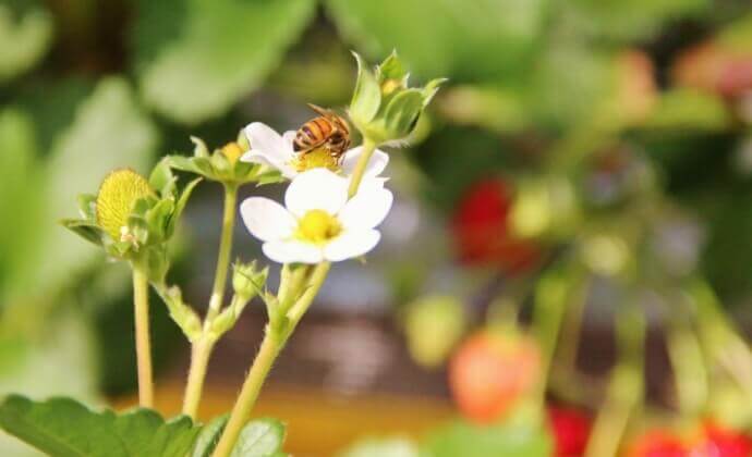 ミツバチはなぜ益虫と言われるのか